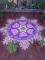 LOTUS RANGOLI2